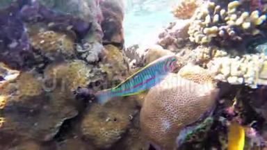 海底世界的红海与彩色鱼和珊瑚礁在红海。 埃及